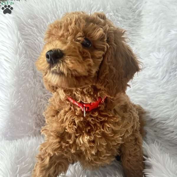 Mr. Red, Mini Goldendoodle Puppy
